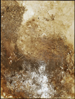 Tylicki Natural Art 350