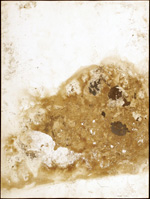Tylicki Natural Art 352